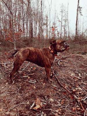 Hundetreffen-Spaziergang im Hospitalwald-Bild