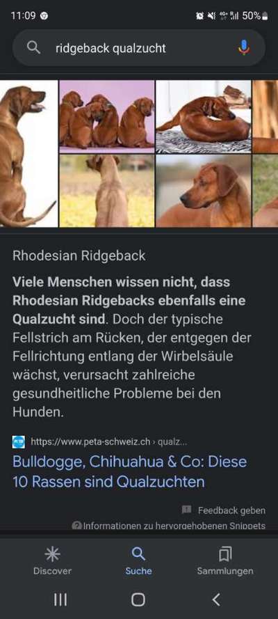 Suche passende Rasse-Beitrag-Bild