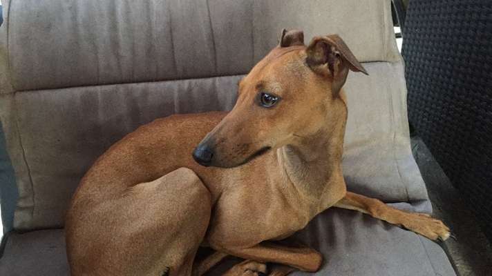 Unsere Fellnasen im Regenbogenland-Beitrag-Bild