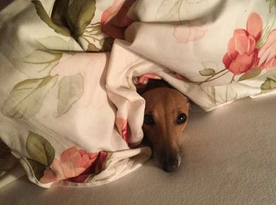 Unsere Fellnasen im Regenbogenland-Beitrag-Bild