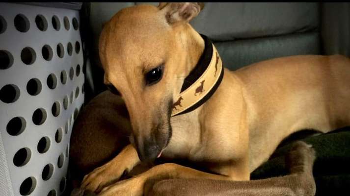 Unsere Fellnasen im Regenbogenland-Beitrag-Bild