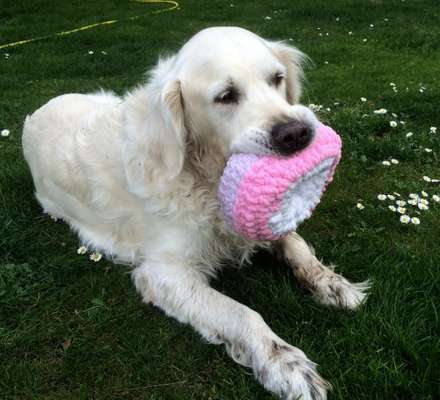 Unsere Fellnasen im Regenbogenland-Beitrag-Bild