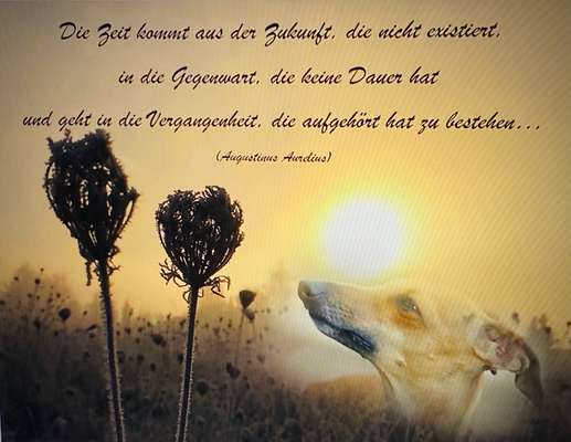 Unsere Fellnasen im Regenbogenland-Beitrag-Bild