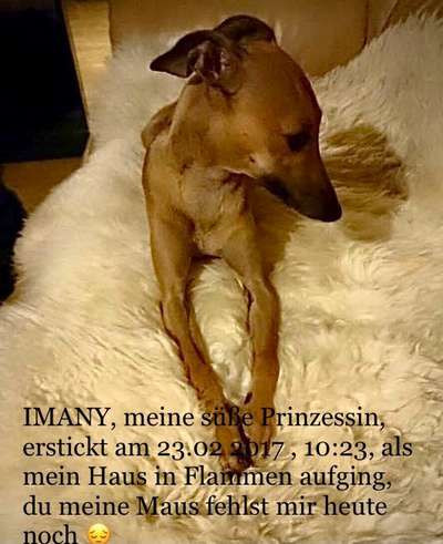 Unsere Fellnasen im Regenbogenland-Beitrag-Bild