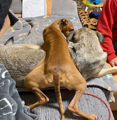 Die schönsten Hundekuschelbilder-Beitrag-Bild