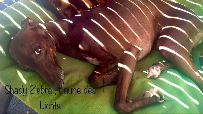 Farben Fotochallenge Sonnenlicht-Beitrag-Bild