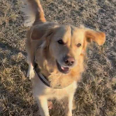 Hundetreffen-Gemeinsame Spielstunde nach Absprache-Bild