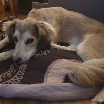 Hundetreffen-Spiel und Spaß-Bild