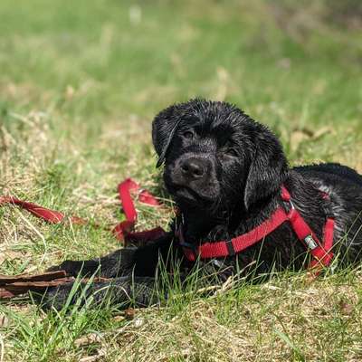 Fotochallenge No. 26                                     Wald und Wiese-Beitrag-Bild