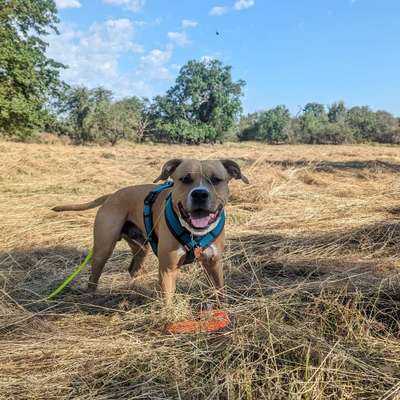 Hundetreffen-Gassirunde Herrenkrug/ Training und Spiel-Bild