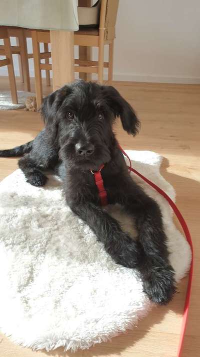 Zeigt her eure Pudel und Pudelmischlinge (:-Beitrag-Bild