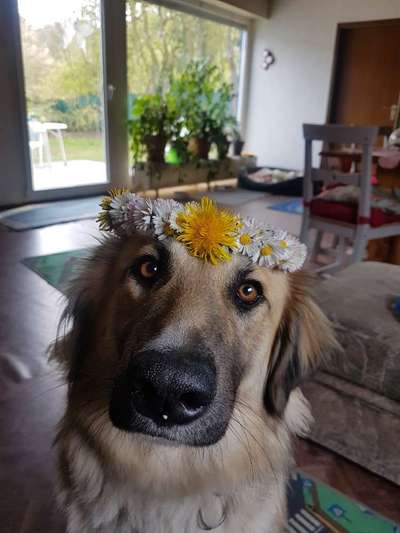 Foto's und Hundemodels-Beitrag-Bild