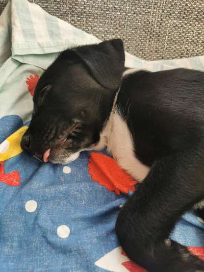 Das erste Bild eures Hundes-Beitrag-Bild