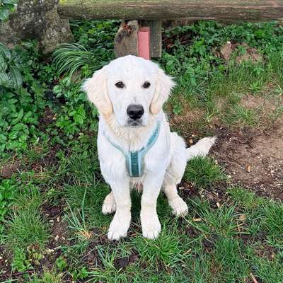 Hundetreffen-Welpentreffen in Weißenhorn-Bild