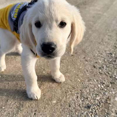 Hundetreffen-Welpentreffen in Weißenhorn-Bild