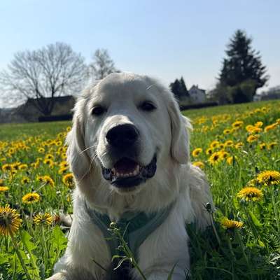 aktuelles Foto Gruppe Golden Retriever