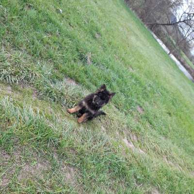 Hundetreffen-Welpentreff zum Spielen und lernen-Bild