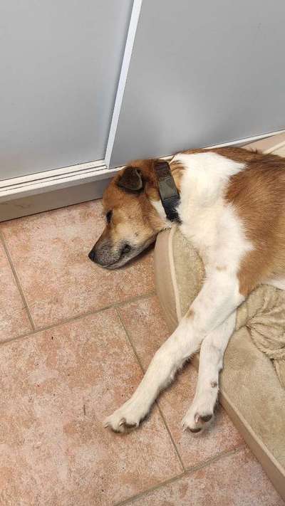 🐶 Sind Bürohunde jetzt VERBOTEN?! 😱-Beitrag-Bild