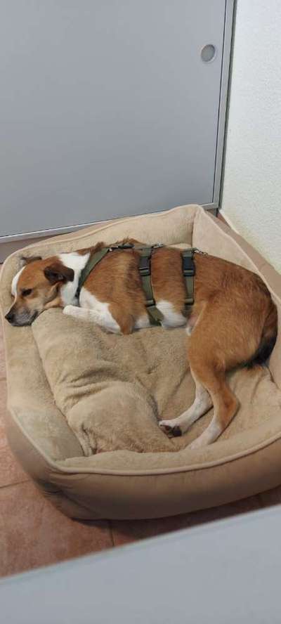 🐶 Sind Bürohunde jetzt VERBOTEN?! 😱-Beitrag-Bild