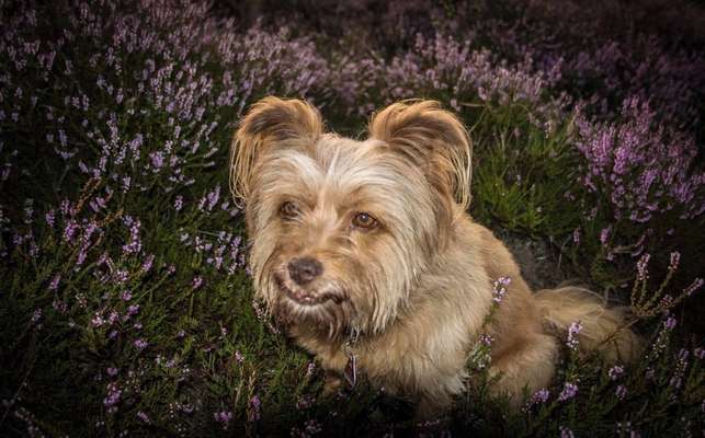 Fotowettbewerb Natur-Beitrag-Bild
