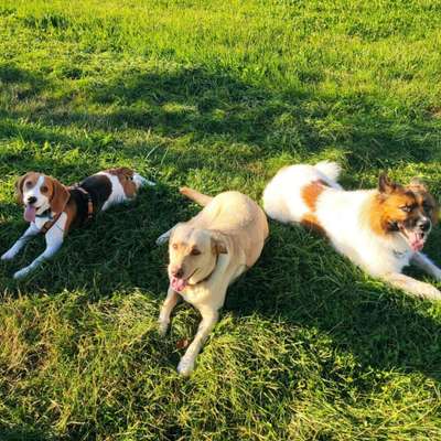 Hundetreffen-Gemeinsame Spaziergänge (3-5km) auf schönen Strecken rund um Kißlegg (möglichst Freilauf)-Bild