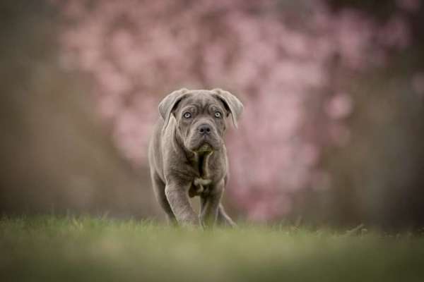 Tierfotografen-Anica Fotografie-Bild