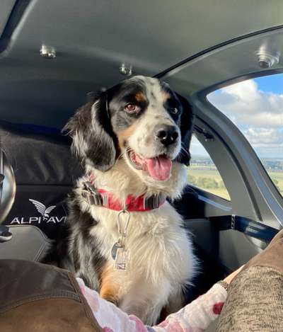 Challenge 41 - Mein Hund im Urlaub-Beitrag-Bild