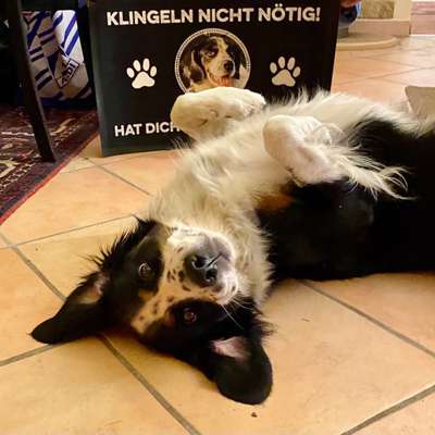 Die Dogorama-Wochen-Challenge "Die schönste Grimasse"-Beitrag-Bild