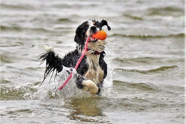 Dogorama-Monats-Challenge-Mai "Wasser"-Beitrag-Bild