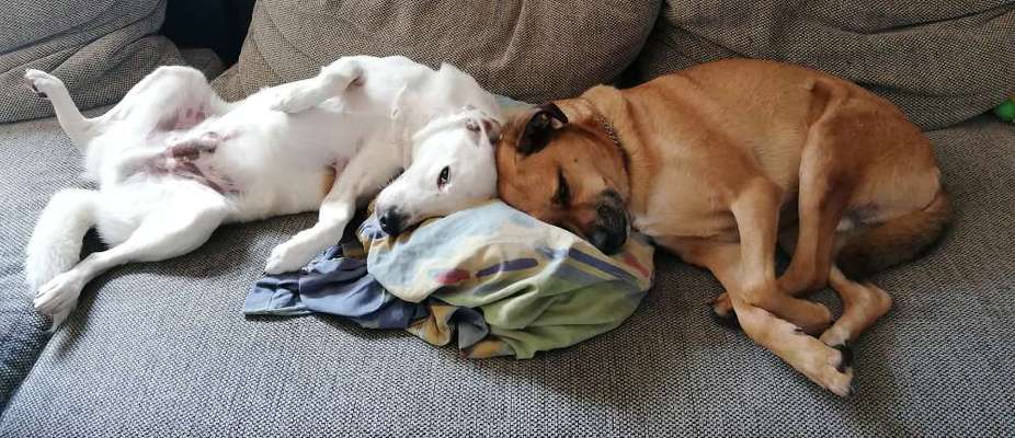 Die Dogorama Wochen Challenge "Friends will be Friends"-Beitrag-Bild