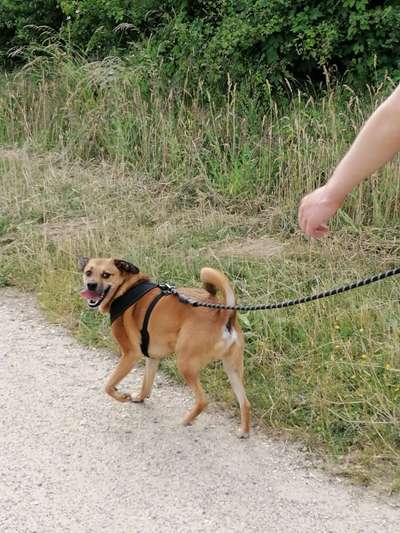 Mischlinge raten - Rätselspaß-Beitrag-Bild
