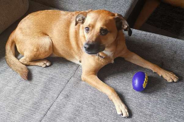 Rhodesian Ridgeback-Beitrag-Bild