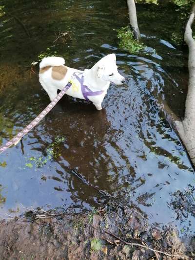 Hundetreffen-Gemeinsame Gassi Runden an der Leine-Bild