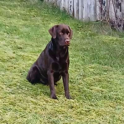 Hundetreffen-Labrador-Profilbild