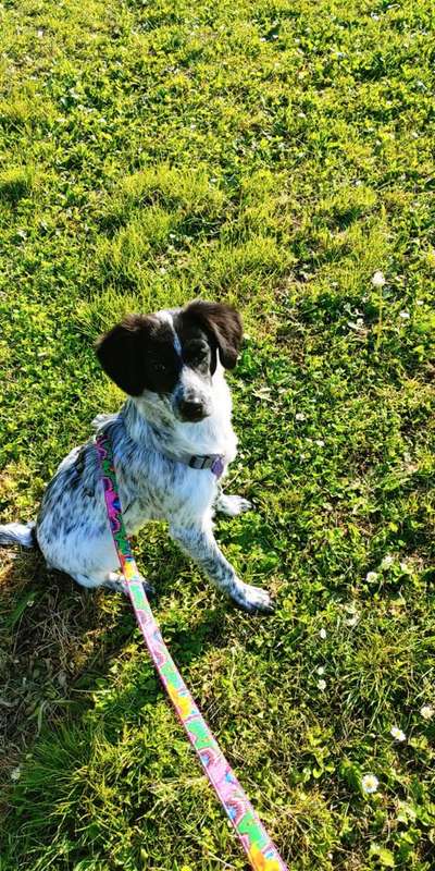 Hundetreffen-Gassi und Spielbuddy gesucht 🐶-Bild