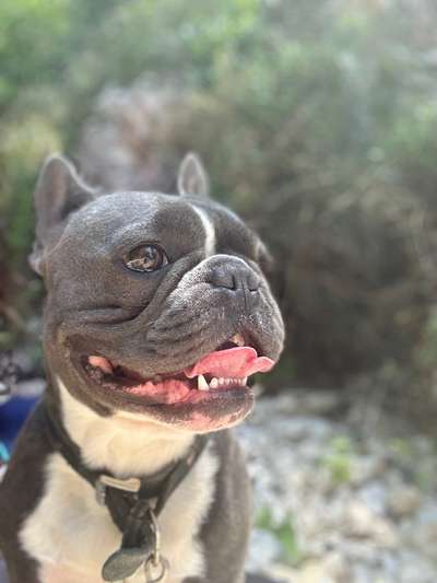 Hunde Porträt (Portrait) Galerie....-Beitrag-Bild