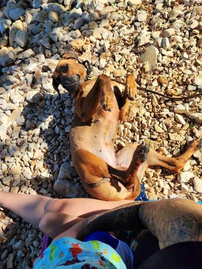 Dogorama Photo Challenge - Wälzen-Beitrag-Bild