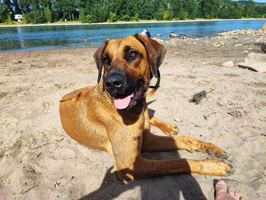 Dogorama Photo Challenge - Portrait-Beitrag-Bild