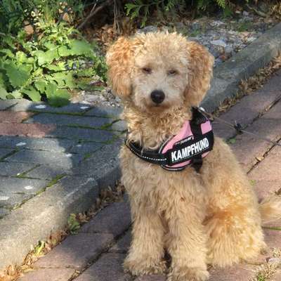 Hundetreffen-Spielen und Gassi gehen mit Feli-Bild