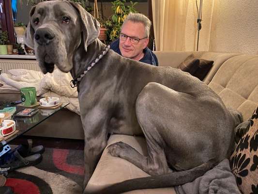 Deutsche Doggen Besitzer zeigt euch-Beitrag-Bild