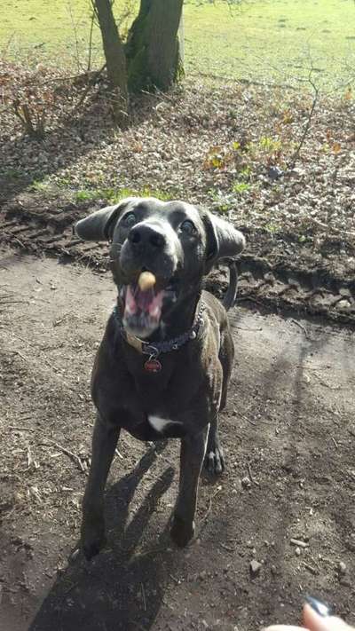 Zeigt eure verrücktesten Hundebilder-Beitrag-Bild