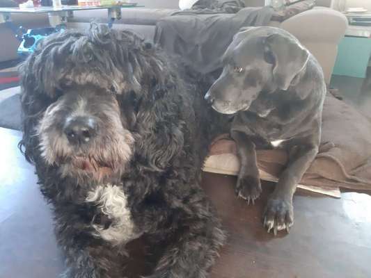 Bester Freund, Hundekumpel - zeigt her!-Beitrag-Bild