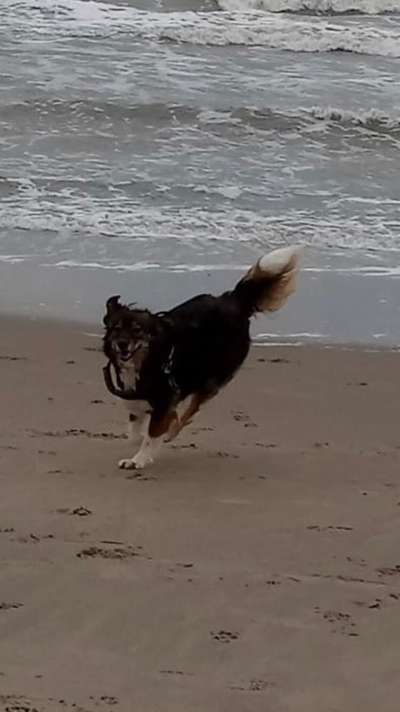 Dogorama-Monats-Challenge-Mai "Wasser"-Beitrag-Bild