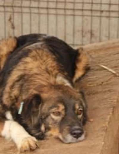 🤬😳Hundepiercings – Warum tut man sowas?!-Beitrag-Bild