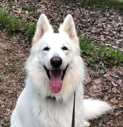 Weißer Schweizer Schäferhund-Beitrag-Bild