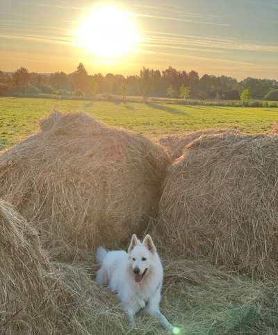 Weißer Schweizer Schäferhund-Beitrag-Bild