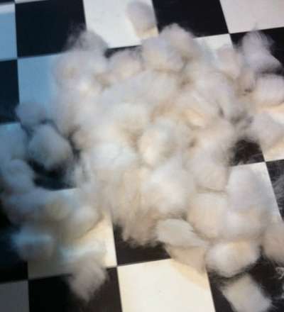 Weißer Schweizer Schäferhund-Beitrag-Bild