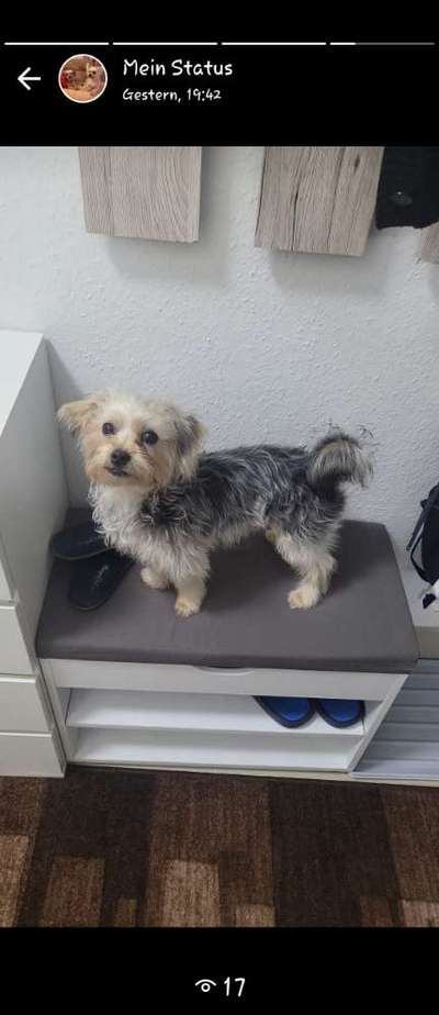 Mischlinge raten - Rätselspaß-Beitrag-Bild