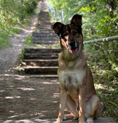 Hundetreffen-Zum spielen und zum gassi gehen .-Bild