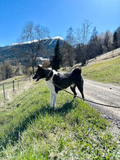 Sibirisch Europäisch Laika-Beitrag-Bild